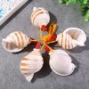 Artificial Decorations | Beach Conch Conch Shell Artificial Decorations Artificial Decorations Artificial Decorations