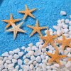 Artificial Decorations | Beach Starfish Shell Handicraft Raw Materials Artificial Decorations 1-About 2.5cm (1000 Pieces Per Pack) Artificial Decorations 1-About 2.5cm (1000 Pieces Per Pack)