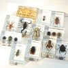 Artificial Decorations | Pastoral Ants Spider Butterfly Resin Artificial Decorations Artificial Decorations Artificial Decorations