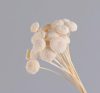 Artificial flowers | Simple Style Classic Style Solid Color Dried Flower Ornaments Artificial Flowers Artificial flowers Artificial flowers